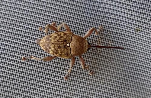 Curculio sp.